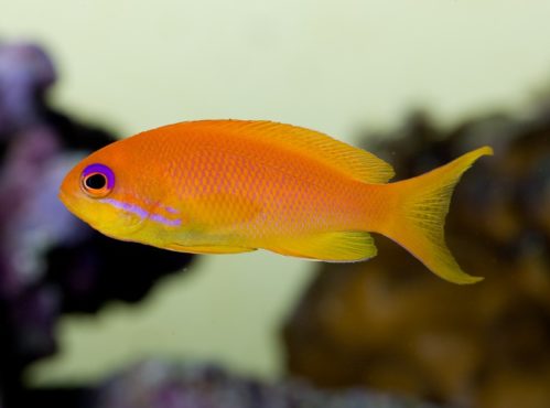 Top 10 Most Beautiful Fishes In The World — the-best-info.xyz