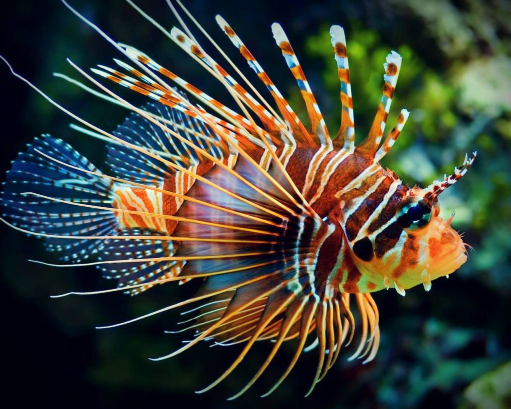 Top 10 Most Beautiful Fishes In The World — Страница 2 — the-best-info.xyz