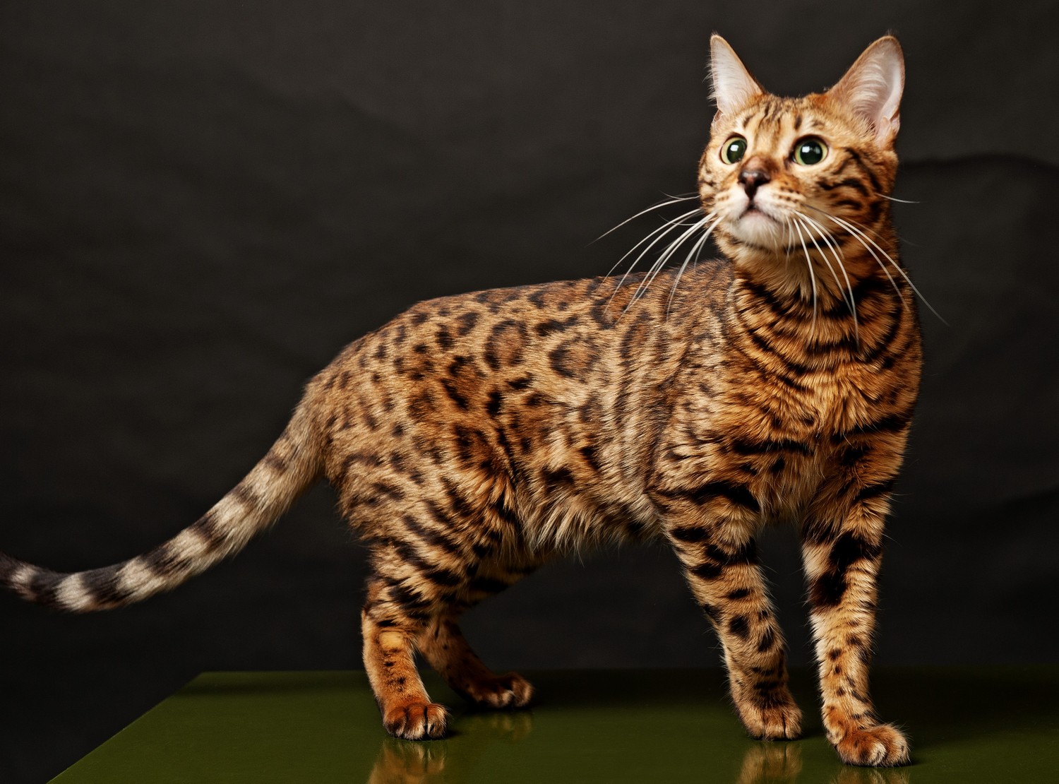 Top 10 Most Expensive Cat Breeds In The World — Страница 9 — The-best ...